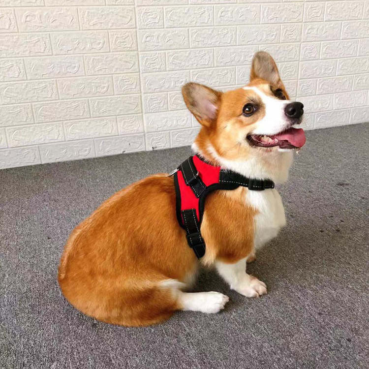 Chaleco Pequeño para Perro con Diseño de Cuerda en Pecho y Espalda
